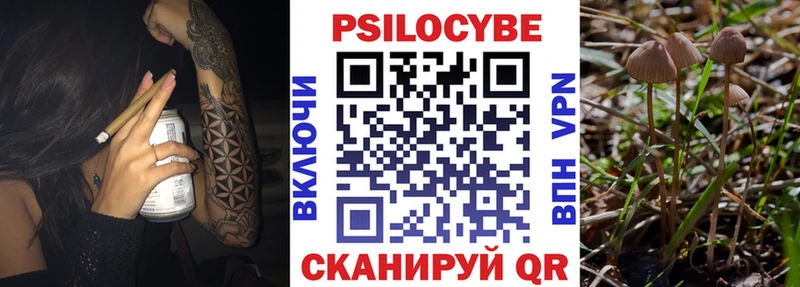 купить наркотики сайты  Красноперекопск  Галлюциногенные грибы Psilocybe 